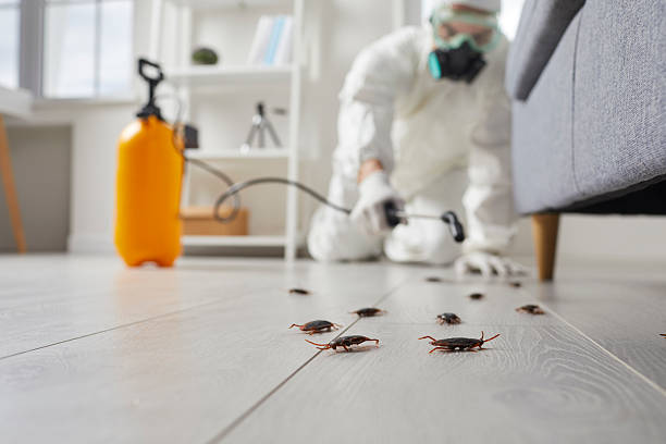 Commercial Kitchen Cockroach Control in Moraine